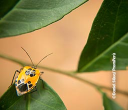 Insecte dans la réserve nationale de Tambopata