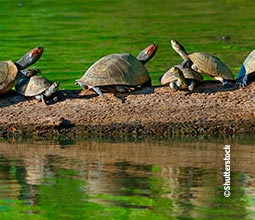 Tortues dans la réserve de Tambopata