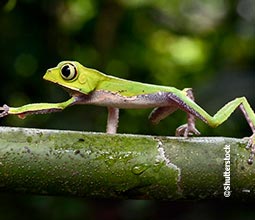 Grenouille arboricole dans le Parc National du Manu