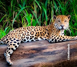 Jaguar sur un tronc dans le Parc National du Manu
