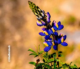 Fleur typique de la région de la Vallée Sacrée