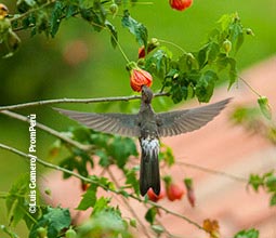 Colibri dans la Vallée Sacrée