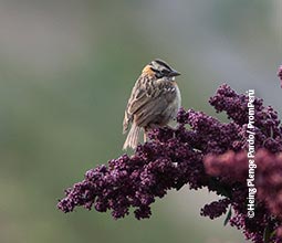 Bruant chingolo/le moineau domestique dans la floraison de quinua