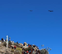 Activités d’aventure au Canyon du Colca.