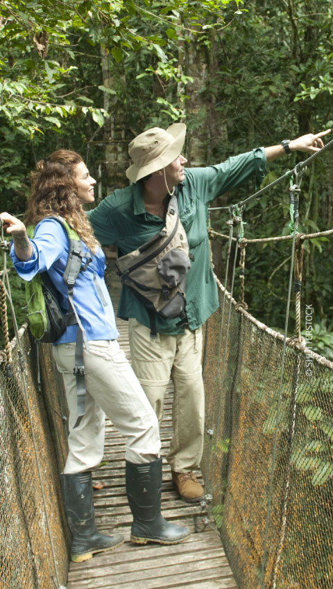 Canopée au cœur de la forêt tropicale de Loreto