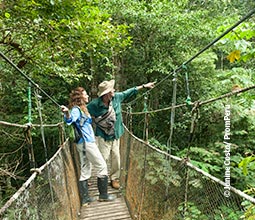Canopée au cœur de la forêt tropicale du Loreto 