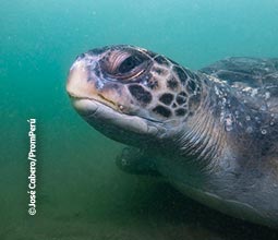 Tortue de mer nageant dans la mer de Piura