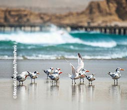 Oiseaux sur une plage de Piura