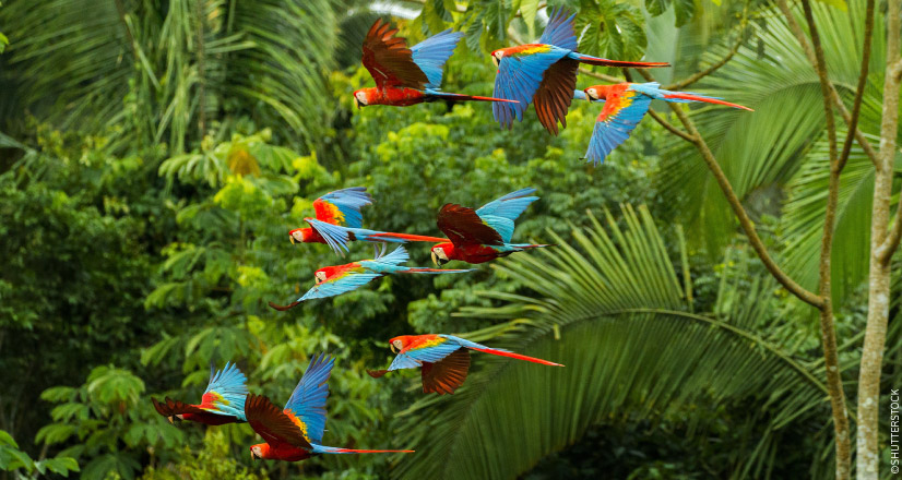Guacamayos volando por el Parque Nacional Manu.