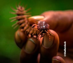 Fauna tipica della Riserva Nazionale di Tambopata