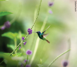 ave-colibri-en-el-parque-de-manu-mosaico5