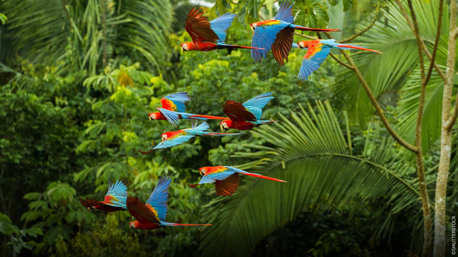 Guacamayos volando por el Parque Nacional Manu.