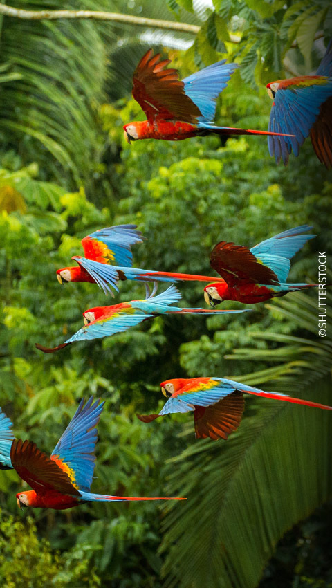 Guacamayos volando por el Parque Nacional Manu.