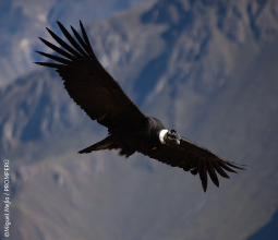 Volo del condor nel Canyon del Colca