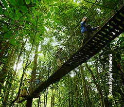 Turistas assistindo a selva