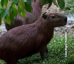 Capivara na selva de Loreto