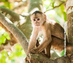 Macaco Machín em Loreto
