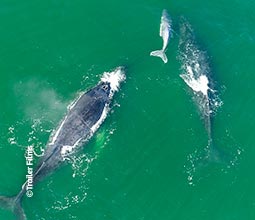 Avistamento de fauna marinha em Piura.