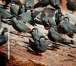 Aves no mar de Paracas
