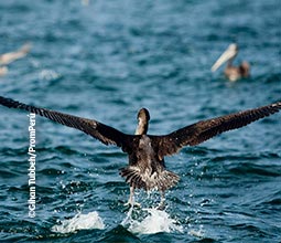 Avistamento de aves em Paracas