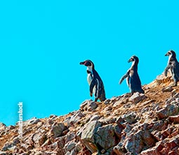 Pinguins de Humboldt em Paracas