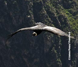 Condor andino no Cânion do Colca