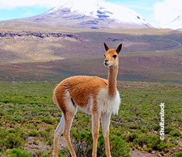 Vicunha no Vale do Colca