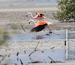 Flamingos e parihuanas (flamingo andino ou Phoenicoparrus Andinus) em Tumbes