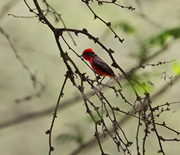 Avistamento de flora e fauna
