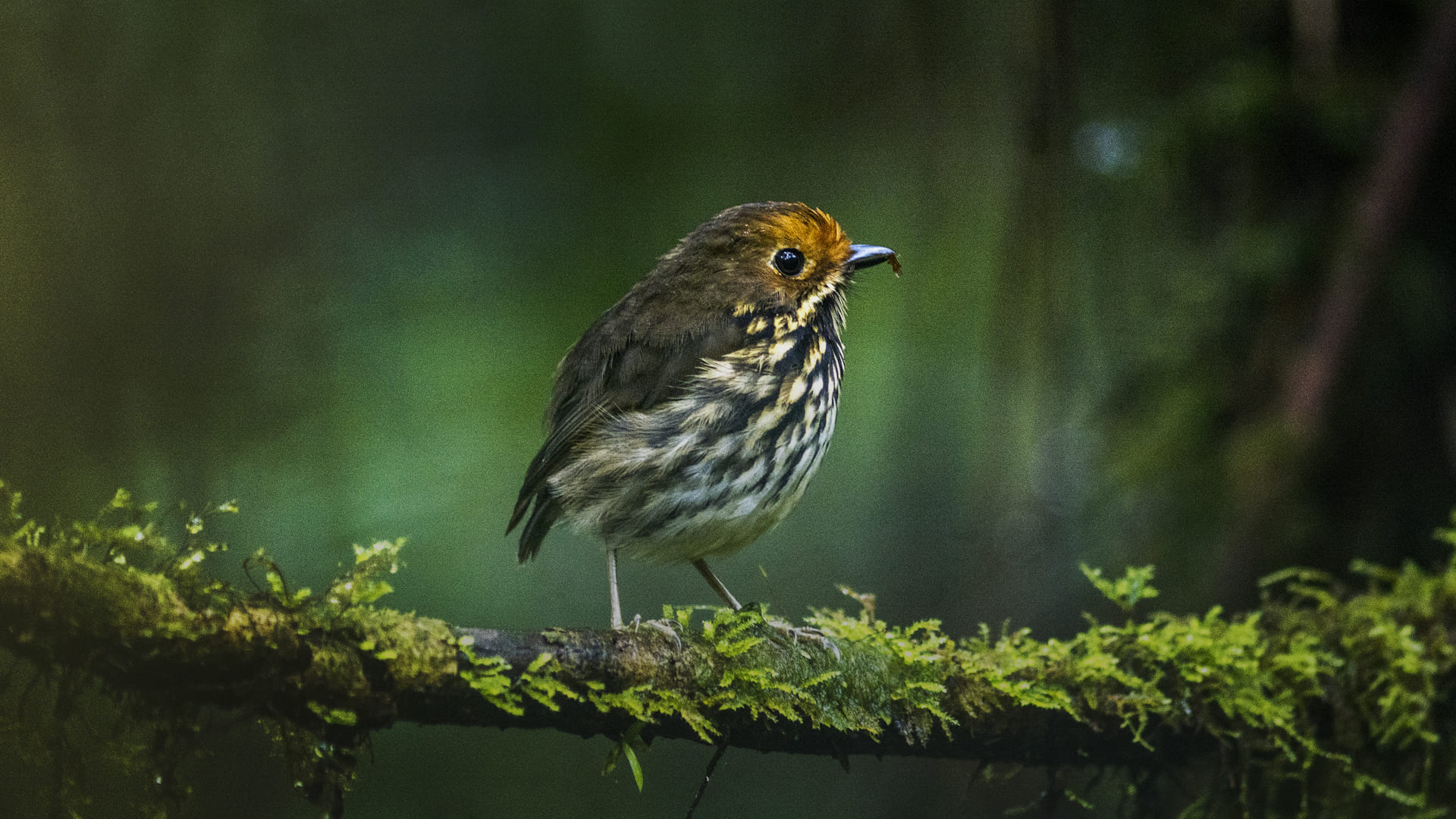 Wälder in Peru: Erneuerung der Energie durch die Natur