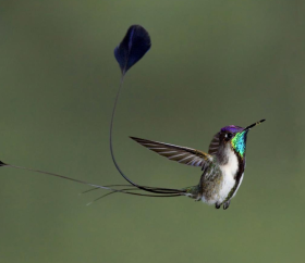 Spachtelschwanzkolibri, Chachapoyas