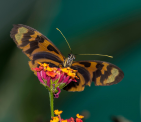 Schmetterling auf Manu