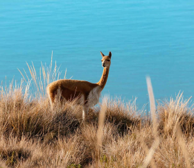 Lake Titicaca