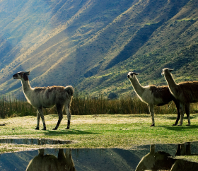 llamas-en-laguna jahuacocha-desktop