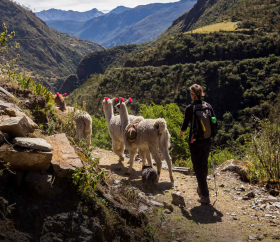 Llama trekking along the Lares route, Cusco. 