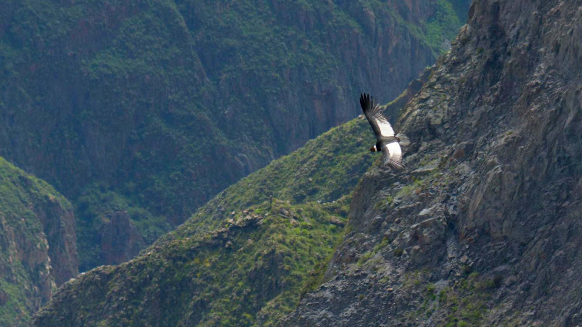 Colca