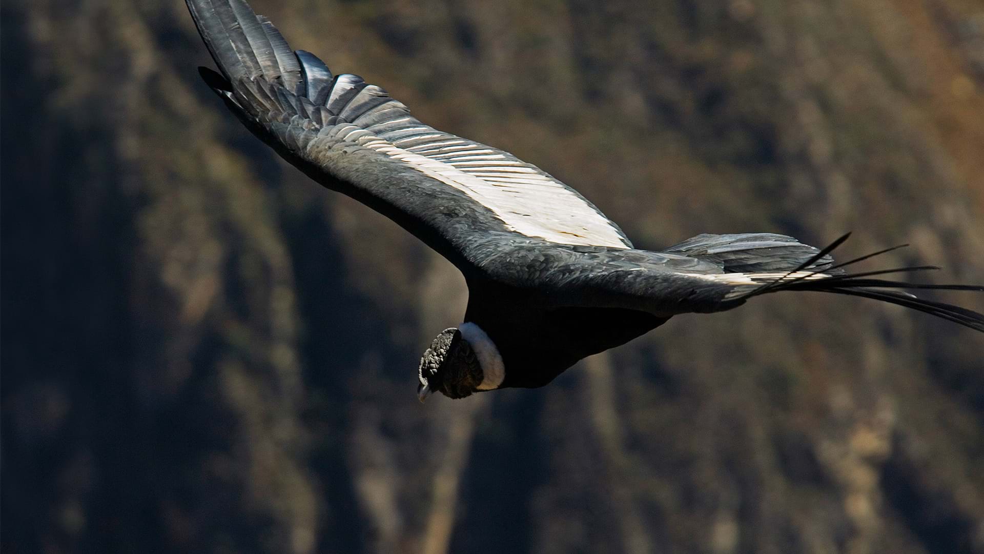The Andean Condor, beauty and majesty on the sky