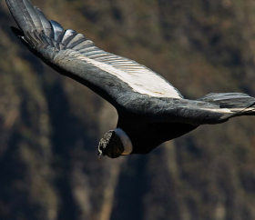 Andean Condor, Arequipa