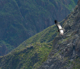 Colca