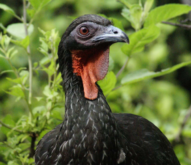 White-winged guan, Laquipampa