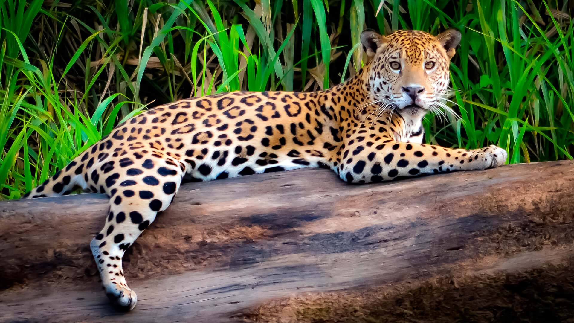 Jaguar in Tambopata, Madre de Dios