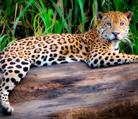 Jaguar in Tambopata, Madre de Dios