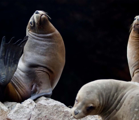 https://www.peru.travel/Contenido/General/Imagen/en/364/1.1/lobos-de-mar.listado.jpg