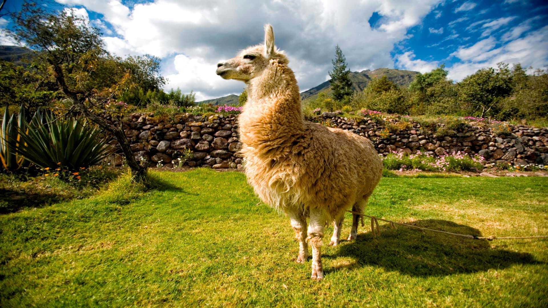 Llamas, alpacas and vicuñas, what is the difference? Here we tell you