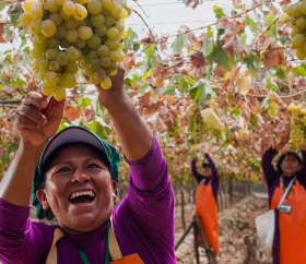 International Grape Harvest Festival of Ica