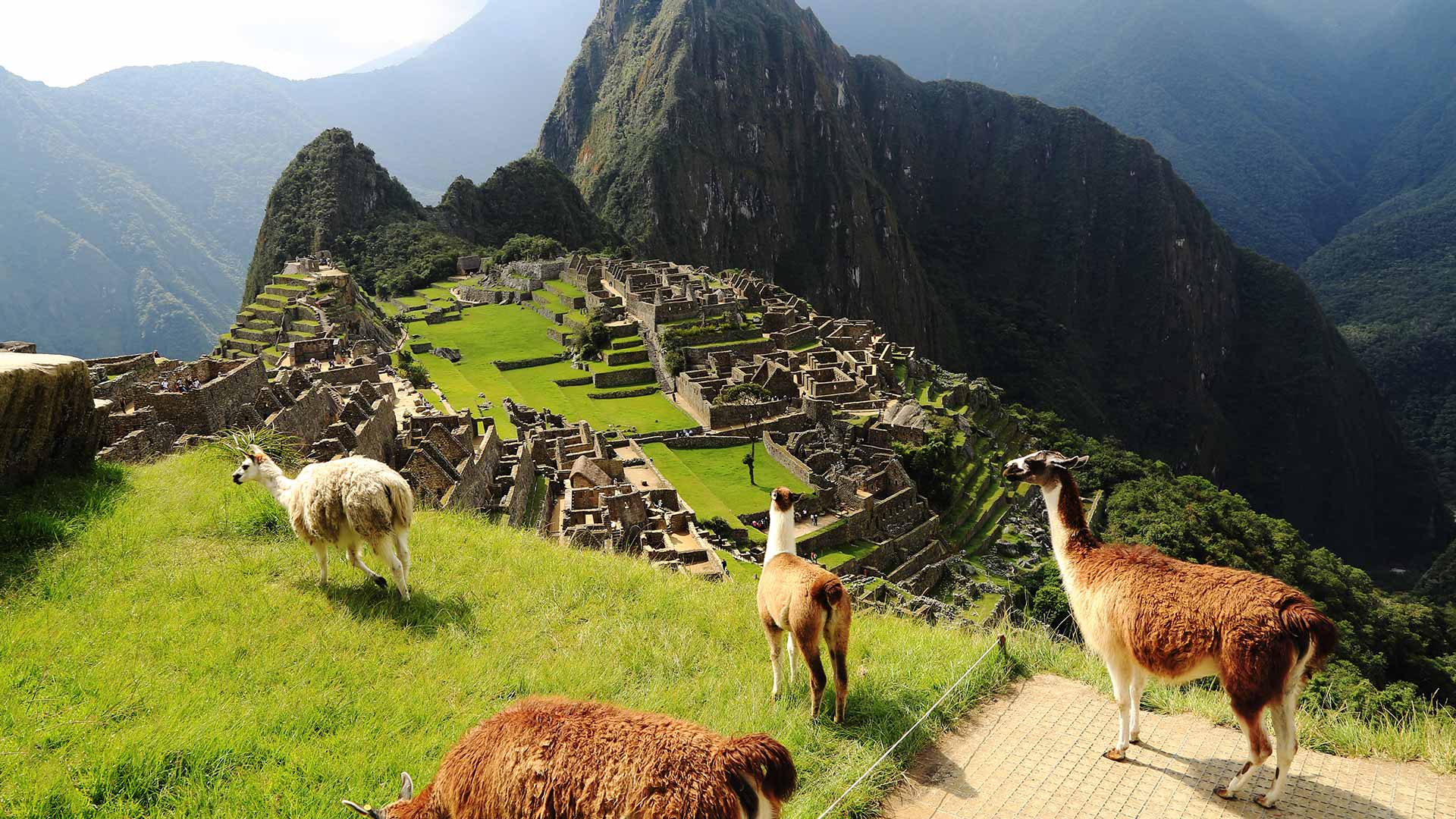 Llamas en Machupicchu