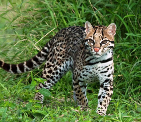 https://www.peru.travel/Contenido/General/Imagen/es/1012/1.1/Ocelote-desktop.listado.jpg