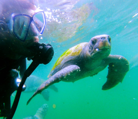 Buceo con tortugas marinas en la playa El Ñuro