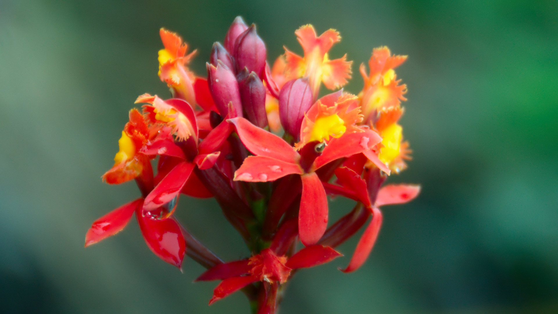 Descubre toda la biodiversidad del jardín botánico de Machupicchu