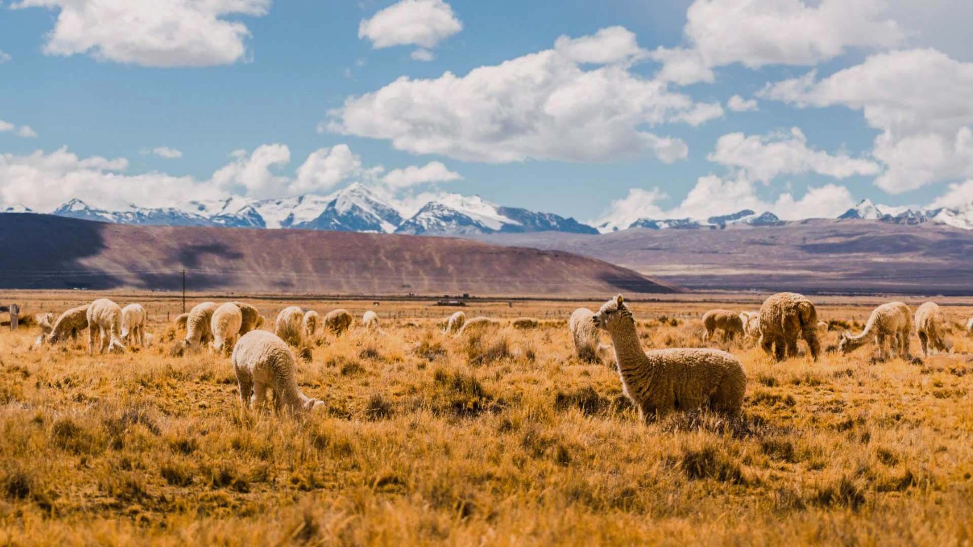 Alpacas